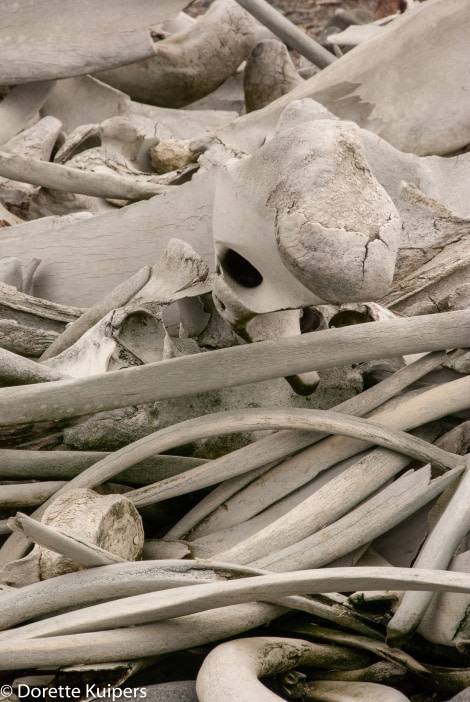 PLA31-20, Day 07, Damoy_Jougla Point Bones close Jougla jpg -Oceanwide Expeditions.jpg