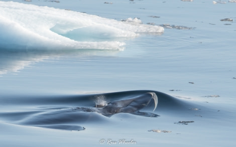 HDS31-20, Day 16, 10 Mar Surfacing Minke - Oceanwide Expeditions.jpg