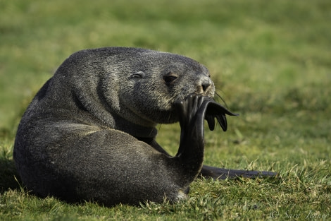 HDS31-20, Day 07, 01 Mar Gryviken 12 - Oceanwide Expeditions.jpg