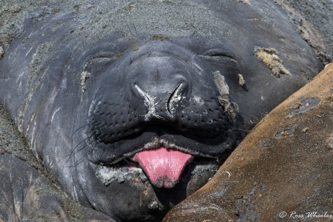 Elephant Seal © Ross Wheeler - Oceanwide Expeditions.jpg