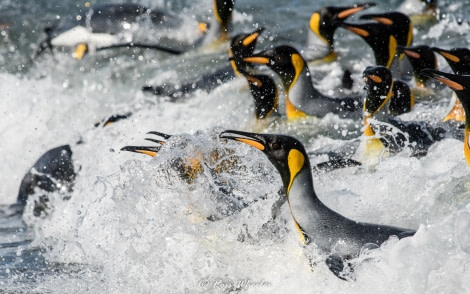 HDS31-20, Day 09, 03 Mar King Penguins2 - Oceanwide Expeditions.jpg