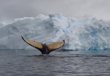 PLA32-20, Day 06, 14 March, Nelleke 8 - Oceanwide Expeditions.jpeg