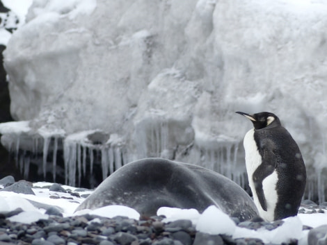 OTL28-20, 23 Feb, King penguin and Weddell seal, Balleny Islands, Victoria Salem - Oceanwide Expeditions.jpg