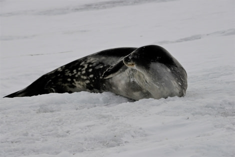 OTL28-20, 20200302-Gary-Cape Evans-Weddell Seal Gary Miller - Oceanwide Expeditions.JPG