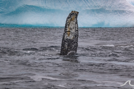 PLA32-20, Day 07, 15 March, pippalow-8729 - Oceanwide Expeditions.jpg