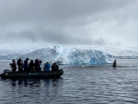 PLA32-20, Day 06, 14 March, Zodiac Iceberg whale Andvord Bay, Dorette Kuipers - Oceanwide Expeditions.jpg