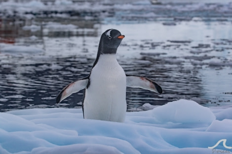 PLA32-20, Day 06, 14 March, pippalow-8318 - Oceanwide Expeditions.jpg