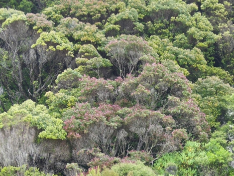 OTL28-20, 18 Feb, Auckland Island rata forest, Victoria Salem - Oceanwide Expeditions.JPG