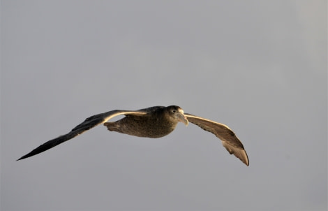 OTL28-20, 20200315-Gary-Giant Petrel Gary Miller - Oceanwide Expeditions.JPG