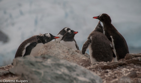 PLA32-20, Day 04, 12 March, Pinguin familyDorette Kuipers - Oceanwide Expeditions.jpg