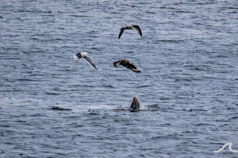 PLA32-20, Day 05, 13 March, pippalow-8008 - Oceanwide Expeditions.jpg