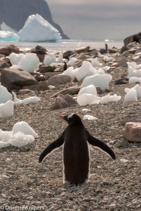 PLA32-20, Day 04, 12 March, Penguin 1 DancoDorette Kuipers - Oceanwide Expeditions.jpg