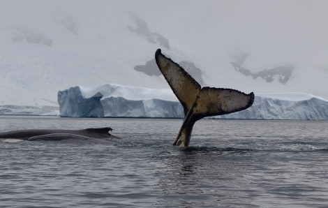 PLA32-20, Day 06, 14 March, Nelleke 9 - Oceanwide Expeditions.jpeg