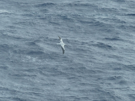 OTL28-20, 16 Mar, Wandering albatross, Victoria Salem - Oceanwide Expeditions.jpg