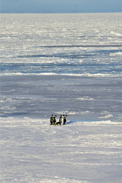 OTL28-20, 20200301-Gary-Emperors on lonely ice Gary Miller - Oceanwide Expeditions.JPG