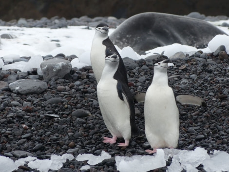 OTL28-20, 23 Feb, Chinstrap penguins, Balleny Islands, Victoria Salem - Oceanwide Expeditions.jpg