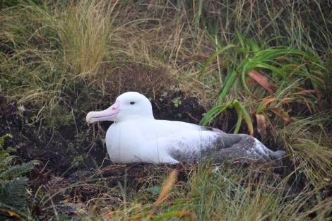 OTL28-20, 20200219-Gary-Royal Alb on nest Gary Miller - Oceanwide Expeditions.JPG