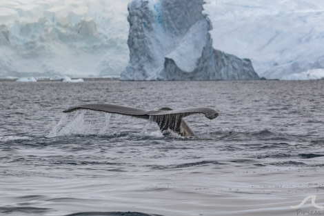 PLA32-20, Day 07, 15 March, pippalow-8640 - Oceanwide Expeditions.jpg