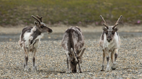 Svalbard reindeer © Sara Jenner - Oceanwide Expeditions.jpg