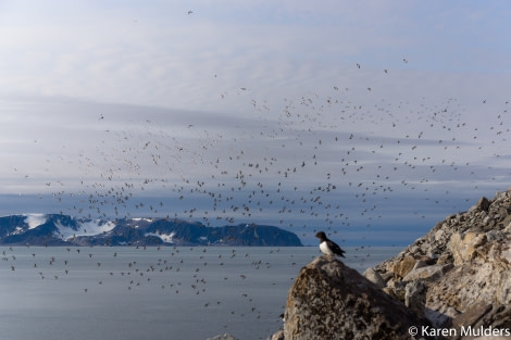 Fuglesangen Little Auk colony © Karen Mulders - Oceanwide Expeditions