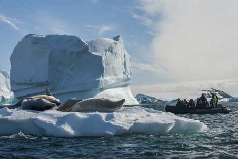 Zodiac cruising in Antarctica © Morten Skovgaard Photography - Oceanwide Expeditions (7).jpg