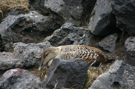 Nesting duck on Jan Mayen © Majanda Fens - Oceanwide Expeditions