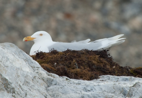 Glaucous Gull  - Erwin Vermeulen