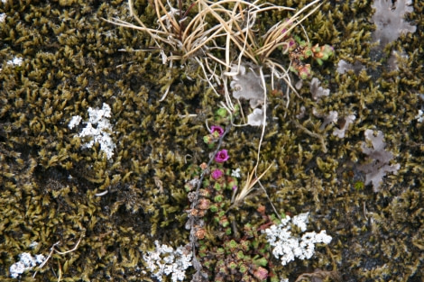 Flora on Jan Mayen - Majanda Fens - Oceanwide Expeditions.JPG