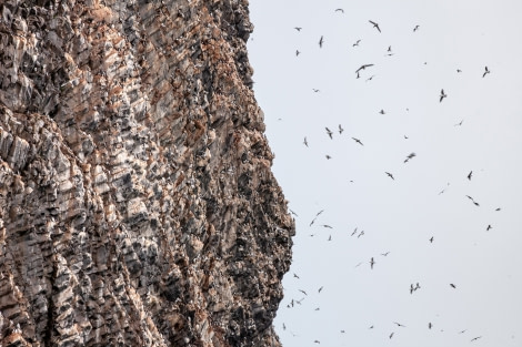Rubini-Rock-bird-cliff-v1.jpg Rubini-Rock-bird-cliff-v1.jpg