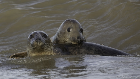 Grey seal on Fair Isle © Sara Jenner - Oceanwide Expeditions (2).jpg