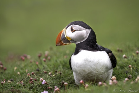 Puffins on Fair Isle © Sara Jenner - Oceanwide Expeditions (2).jpg