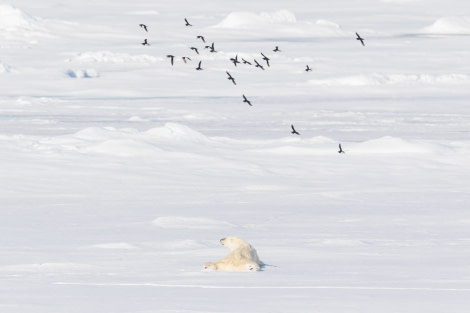 Polar bear on the pack ice © Andrew Peacock - Oceanwide Expeditions.jpg