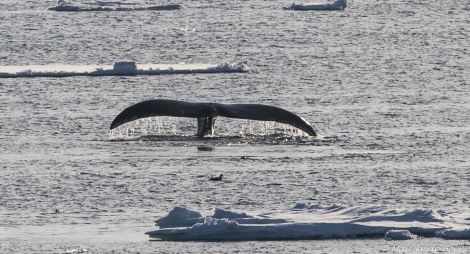 Bowhead whale © Marijke de Boer - Oceanwide Expeditions.jpg