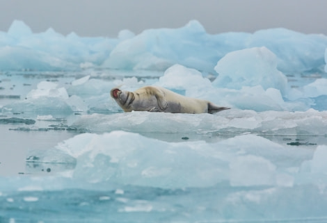 Bearded seal on the pack ice © Markus Eichenberger - Oceanwide Expeditions.jpg