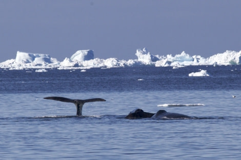 Bowhead whales © Morag Livingstone - Oceanwide Expeditions.jpg