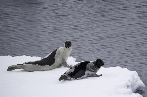 Harp seals © Sara Jenner - Oceanwide Expeditions.jpg