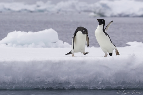 Adelie penguin 7 6x4 © Sara Jenner - Oceanwide Expeditions.jpg