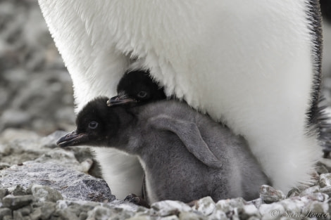 Adelie penguin 6 6x4 © Sara Jenner - Oceanwide Expeditions.jpg