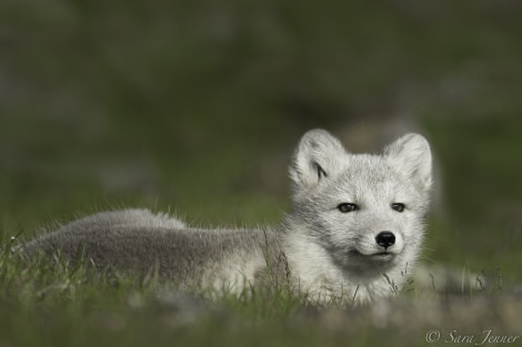 Arctic Fox 6x4 © Sara Jenner - Oceanwide Expeditions.jpg