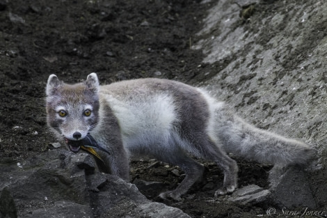 Arctic Fox 5 6x4 © Sara Jenner - Oceanwide Expeditions.jpg