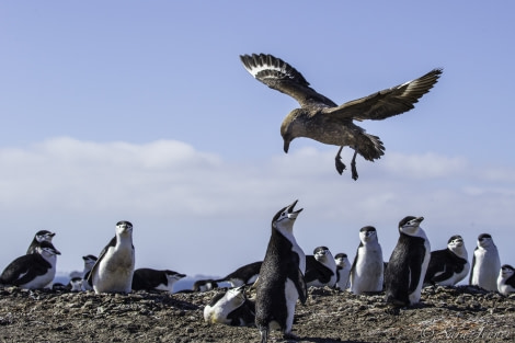 Chinstrap Penguins 6 6x4 © Sara Jenner - Oceanwide Expeditions.jpg