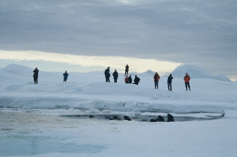 Walrusses, Franz Josef Land © Ko de Korte - Oceanwide Expeditions (1).JPG