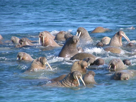 Walrus at Appolonov Island, Franz Josef Land © Andrey Volkov - Oceanwide Expeditions.JPG