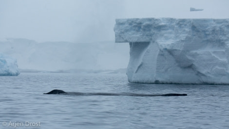 Humpback whale near Kinnes Cove © Arjen Drost, Natureview - Oceanwide Expeditions (1).jpg