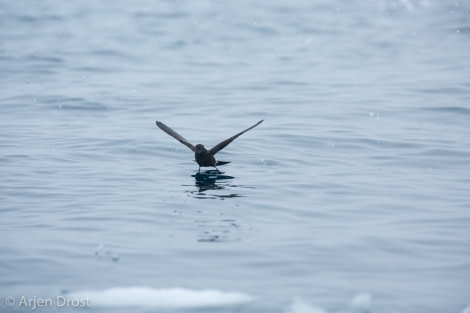 Wilson's Storm Petrel © Arjen Drost, Natureview - Oceanwide Expeditions.jpg