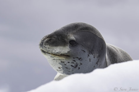 Leopard seal, Dowbrowolski Island © Sara Jenner - Oceanwide Expeditions.jpg
