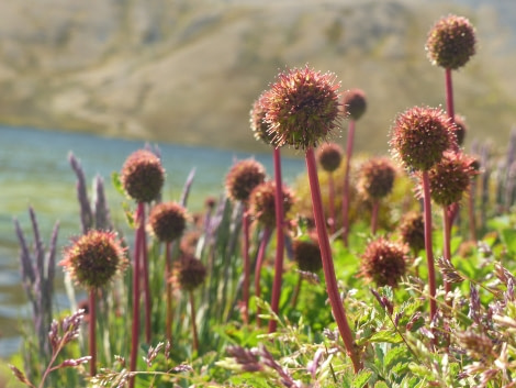 Macro-photograpy, 'Greater Burnet' at Godthul, South Georgia © Adam Turner - Oceanwide Expeditions.JPG