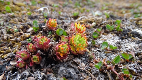 Macro-photography, Svalbard flora © Meike Sjoer - Oceanwide Expeditions.jpeg