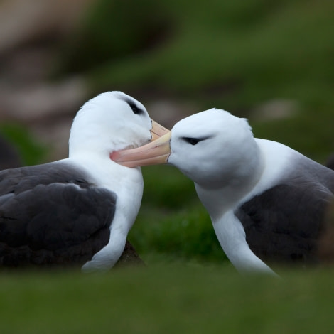 Black-browed Albatross