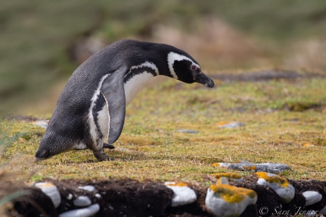 HDSEC-21, Day 17_Gypsy cove -Mag Penguin - Oceanwide Expeditions.jpg